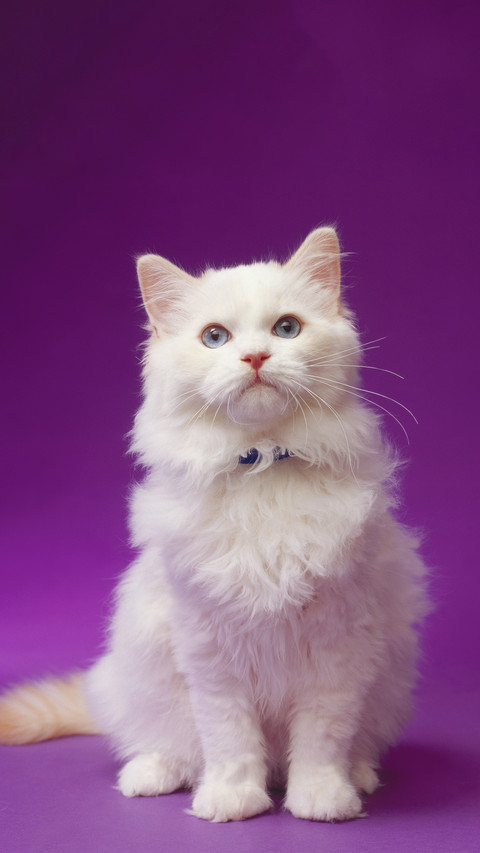 The Color and Personality of Cats 8 screenshot