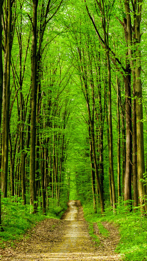 Eye-friendly forest wallpapers screenshot