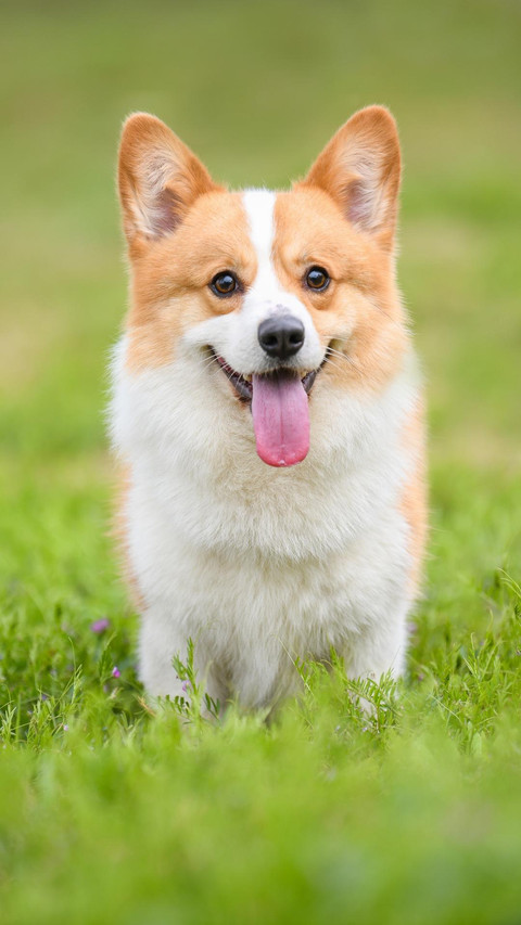 Dog434 screenshot