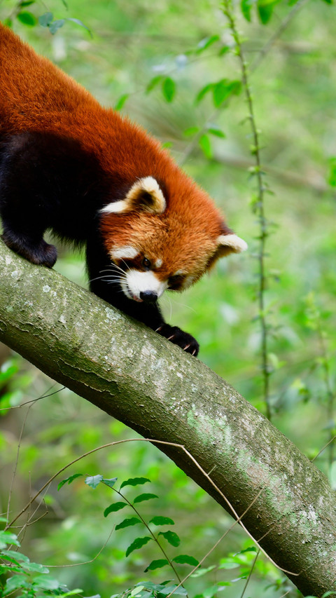 The red pandas are playing merrily in the forest screenshot