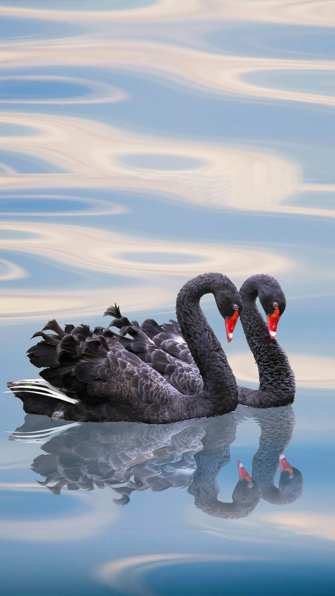 Three types of swans gather in Nanhaizi 8 screenshot