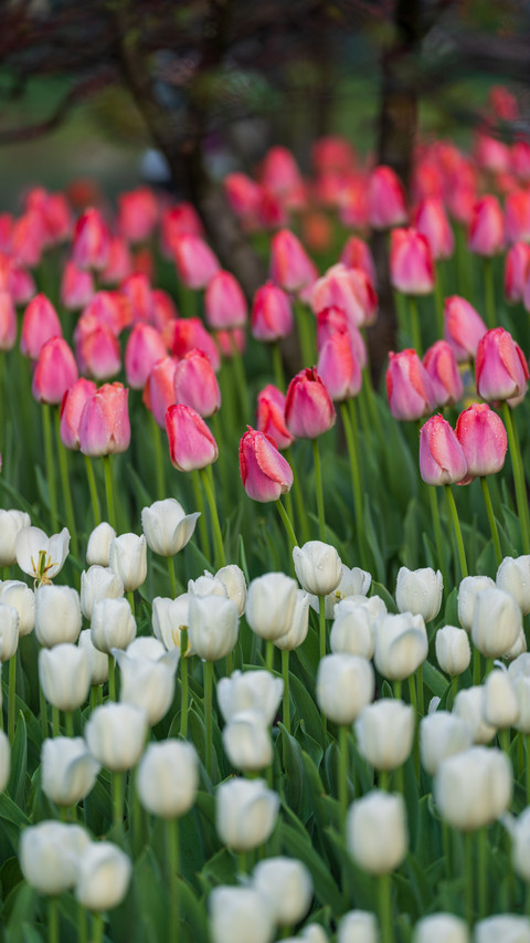 Tulips are in full bloom in taiziwan in march screenshot