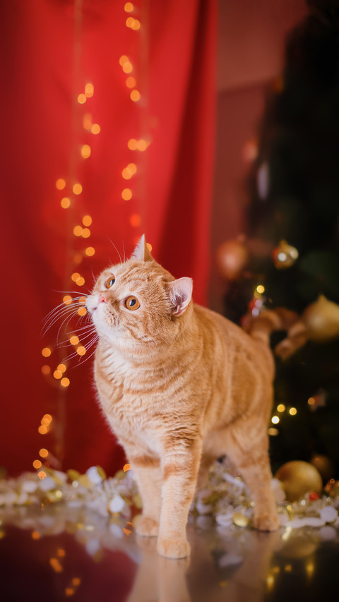 British Kitten Sitting with A Studio Color Background screenshot