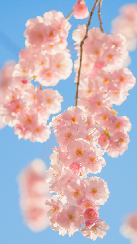 Cherry blossoms in splendor screenshot