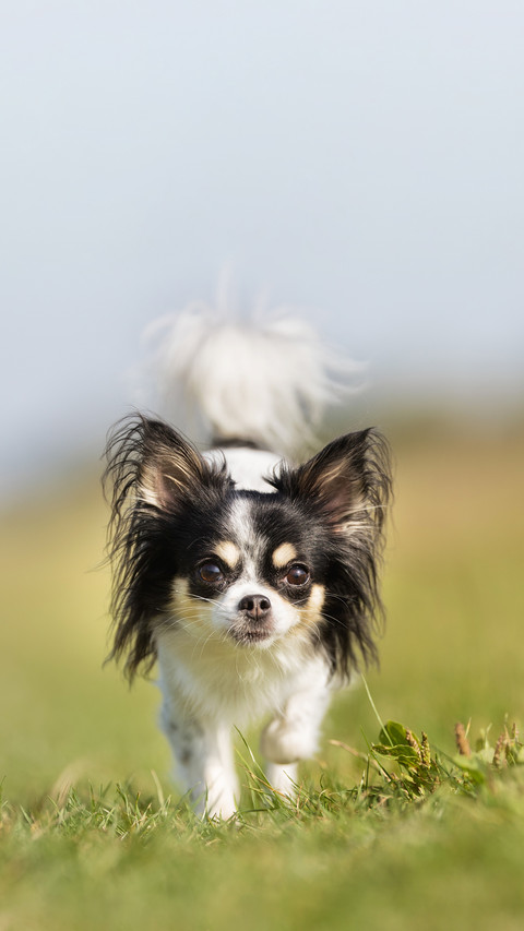 Healthy dog outdoors in the nature on a sunny day screenshot