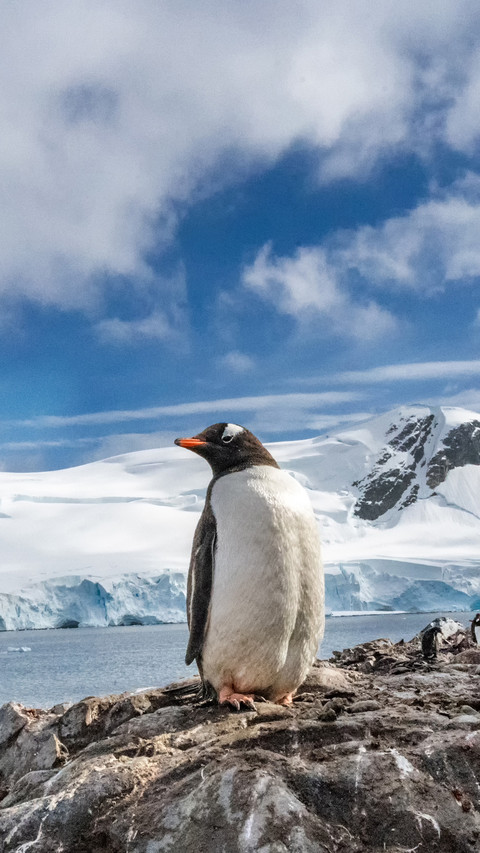 Penguin Standing on A Rock by The Sea screenshot