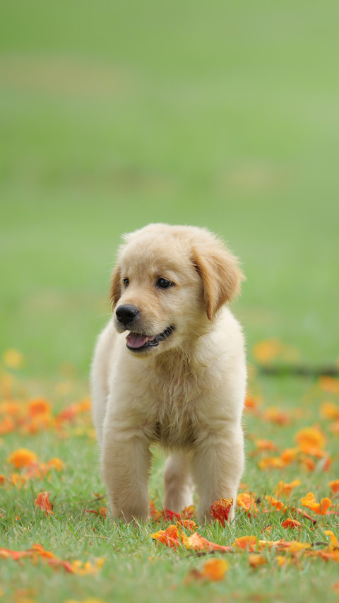 Puppy Dog Golden Retriever on the Park screenshot