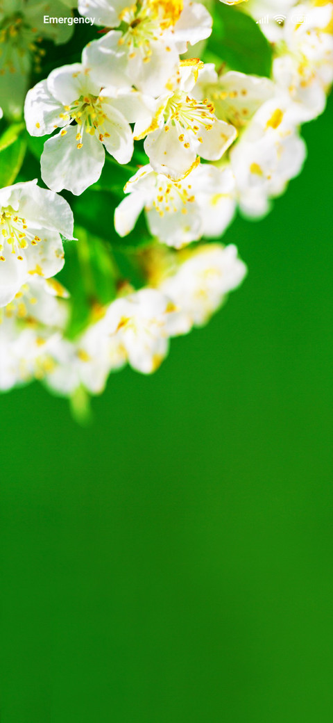 Blossom Tri screenshot
