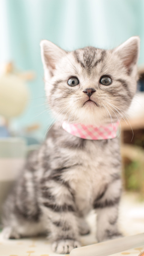 The little kitten indoors screenshot