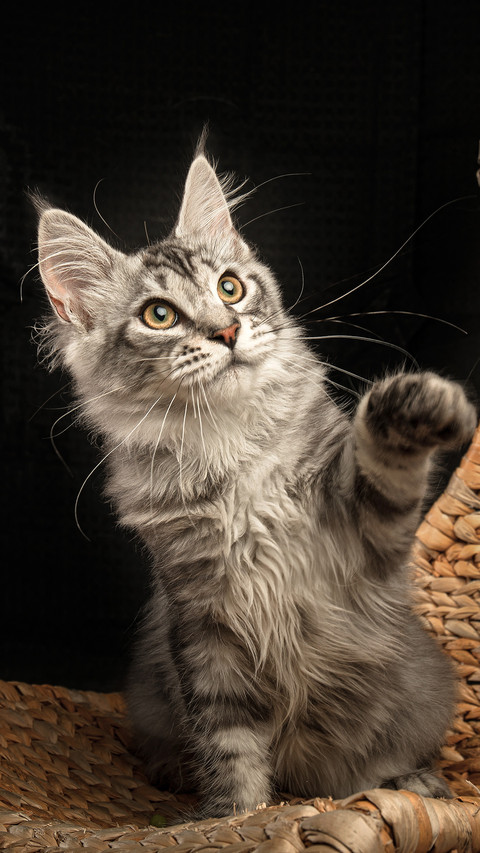 Maine coon cat 2 screenshot