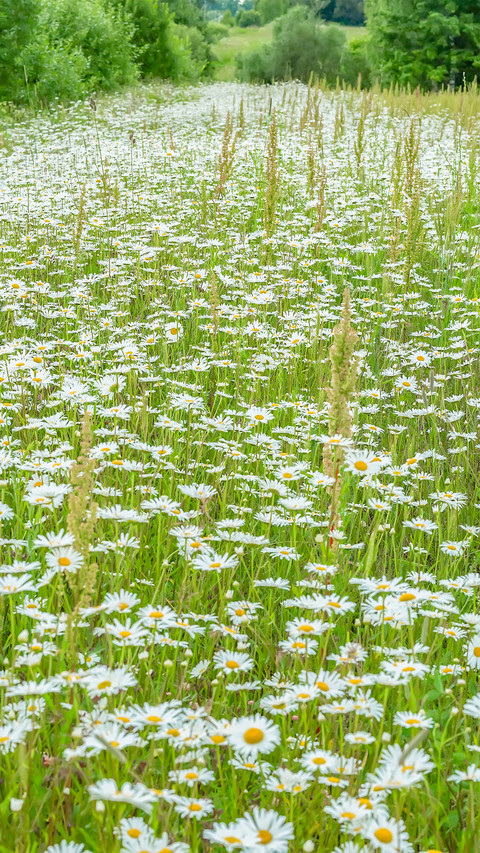 Summer flowers and plants screenshot