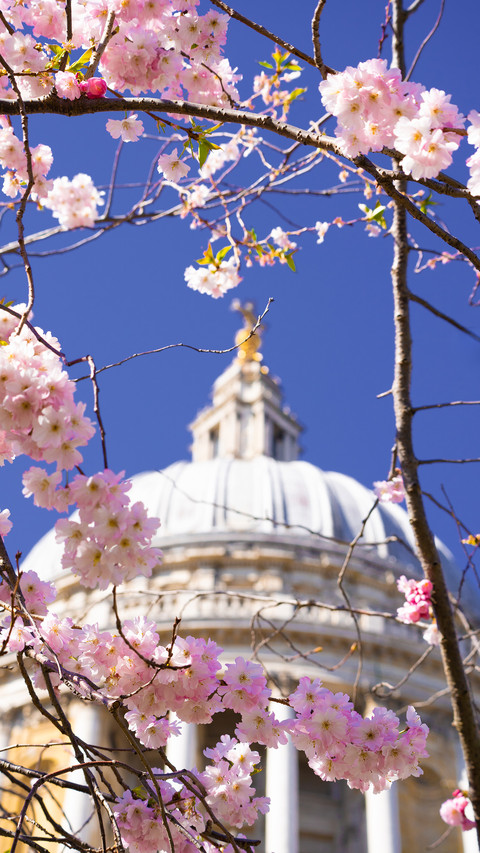 Cherry blossoms in splendor screenshot