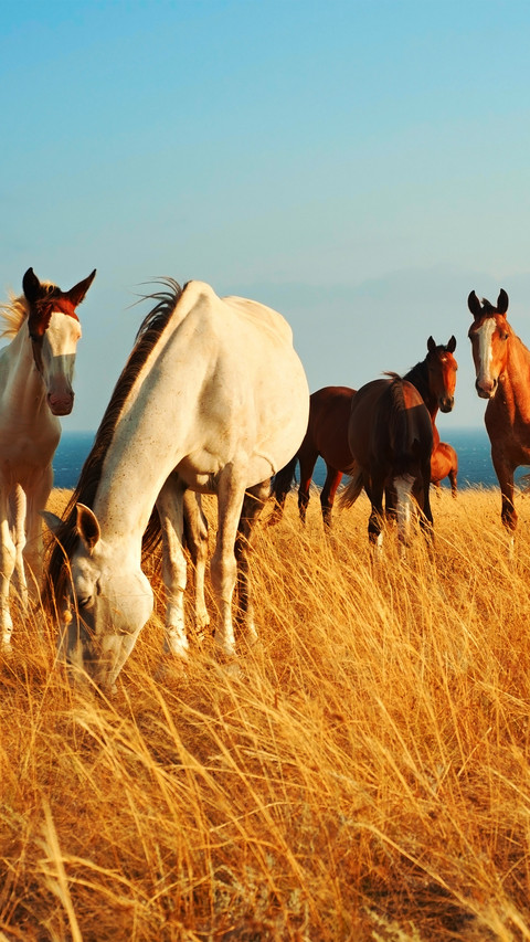 Beautiful horse screenshot