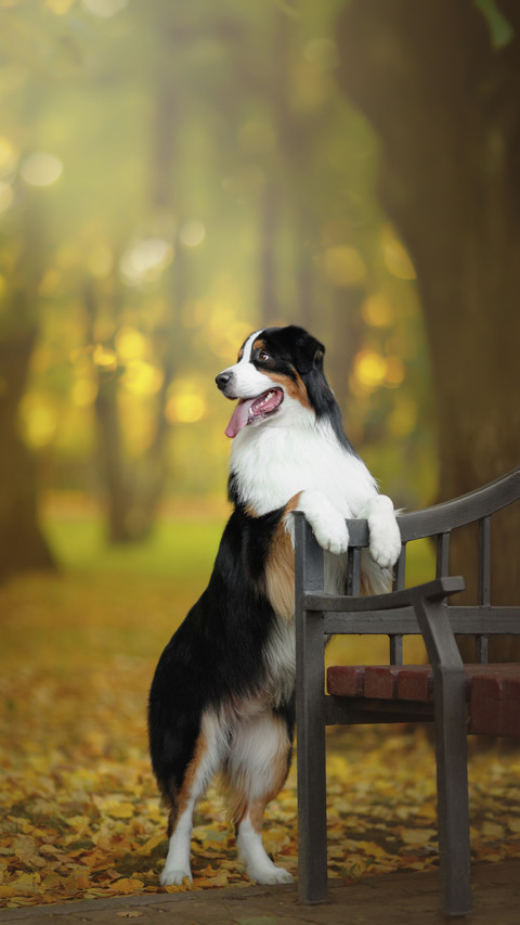 Australian Shepherd Dog Standing near the Bench screenshot