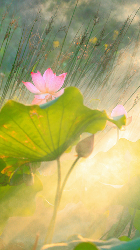夏日荷花别样红 screenshot