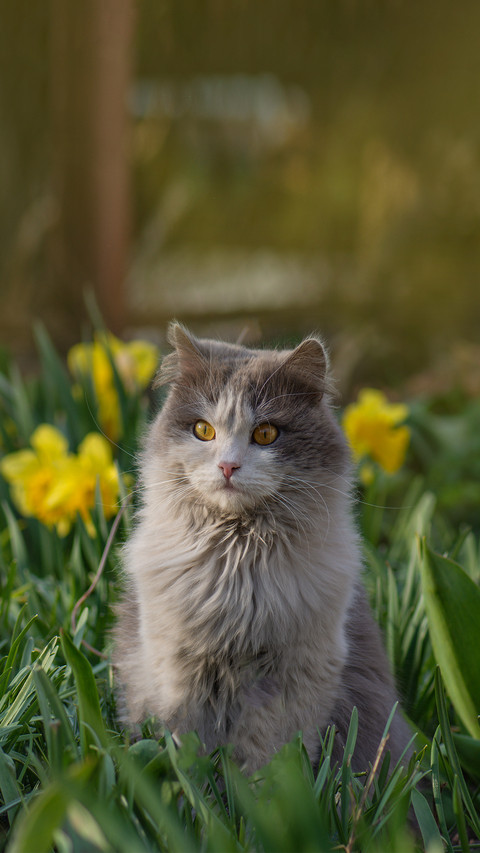 Young Cat Walks and Enjoying a Beautiful Garden screenshot