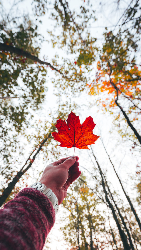 A leaf knows autumn screenshot