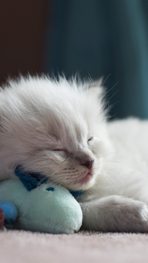 A sleeping ragdoll cat screenshot