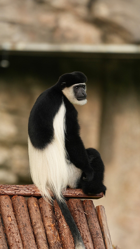 What secrets does the black and white spirit monkey hold screenshot