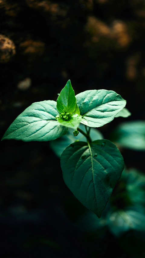 Fresh Green Leaf Wallpaper screenshot