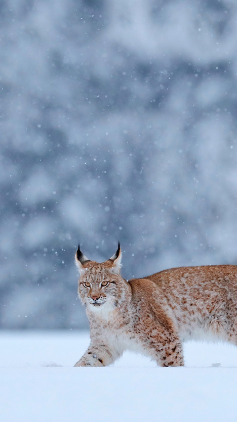 Lynx in the snow, snowy forest in February screenshot