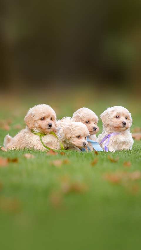 Adorable Maltese and Poodle mix Puppy screenshot