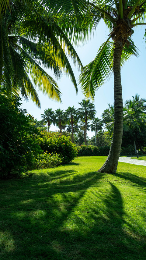 Coconut Grove Scenery screenshot