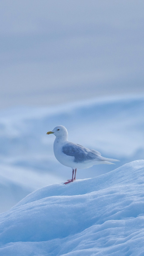 A lovely seagull stands on an iceberg screenshot