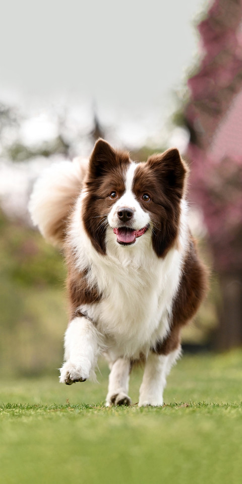 Ranking of intelligence quotient in the dog world screenshot