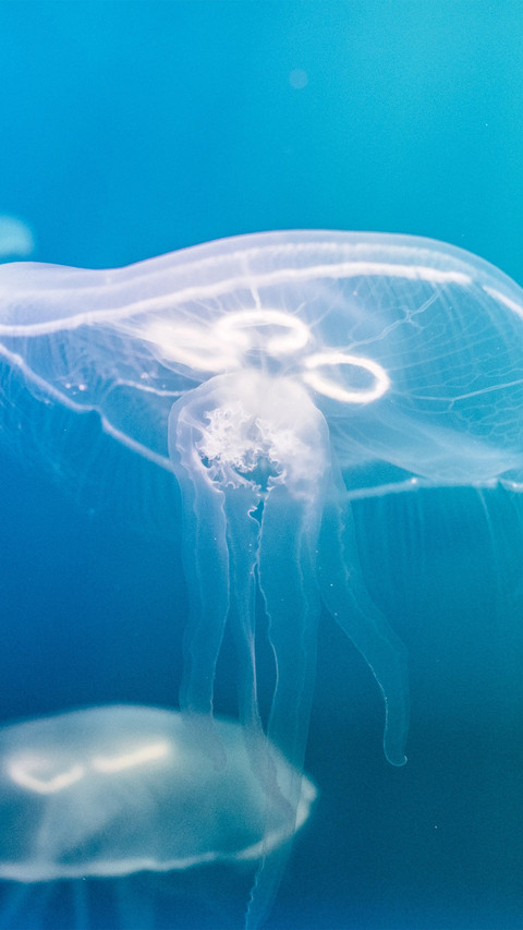 Jellyfish swimming in the sea screenshot