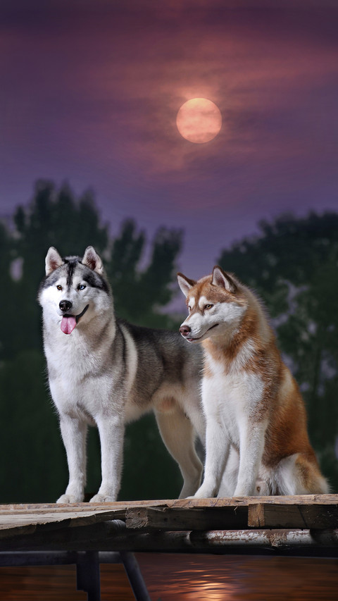 What about dogs howling at night 7 screenshot