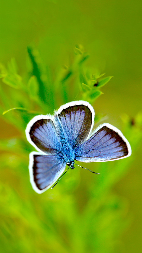 The Beauty of Nature screenshot