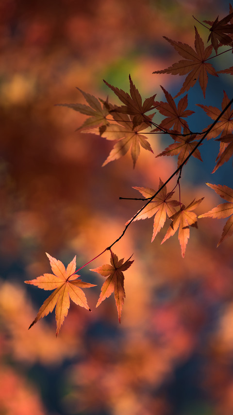 The autumnal equinox is approaching 1 screenshot