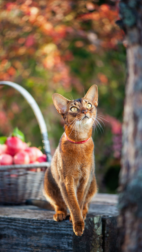 Cute Cat Sitting on Wooden Table screenshot