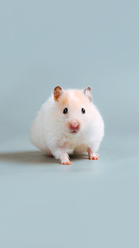 A cute little hamster screenshot