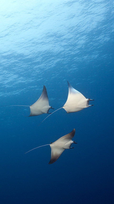 Manta ray screenshot