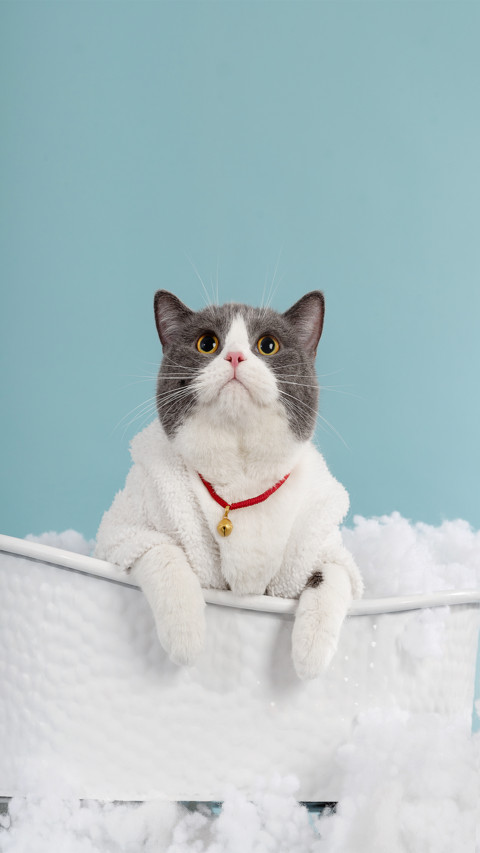 Cat screenshot