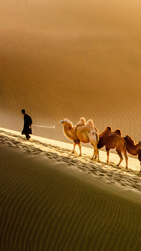 india-camels screenshot