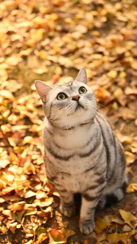 The tigerstriped cat in autumn screenshot