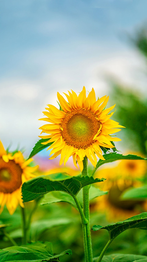 Beautiful landscape with a field of sunflowers screenshot