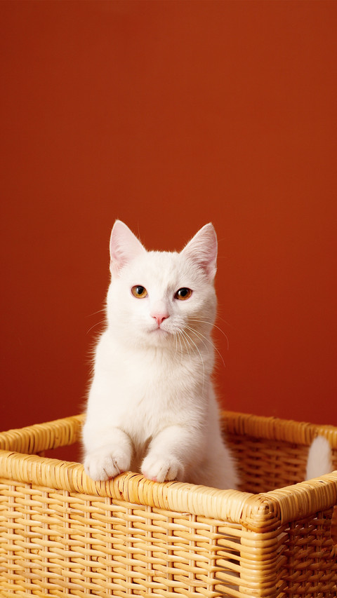 Portrait of White Pretty Cat on a Red Background screenshot