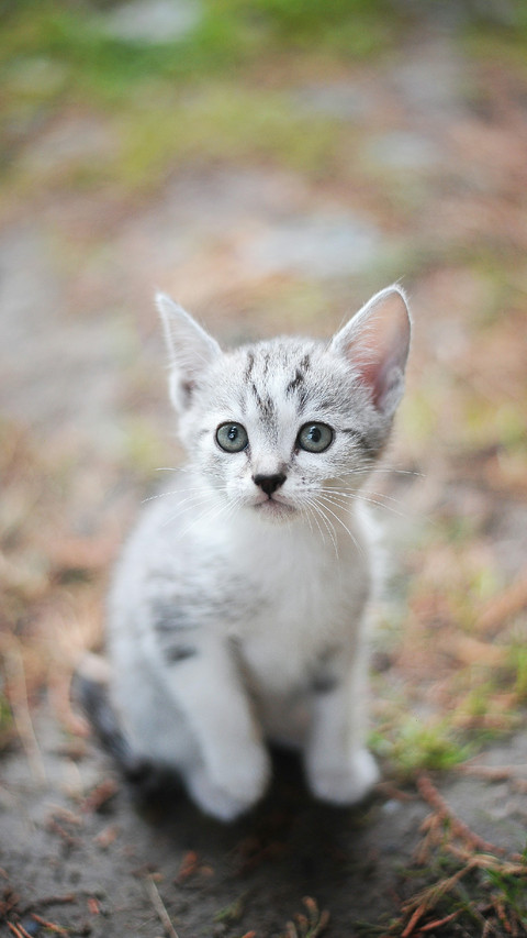 A Lovely Cat is Sitting on The Ground screenshot