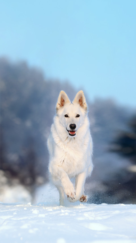 A White German Shepherd Running on The Snow screenshot