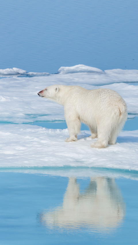 Polar Bear screenshot