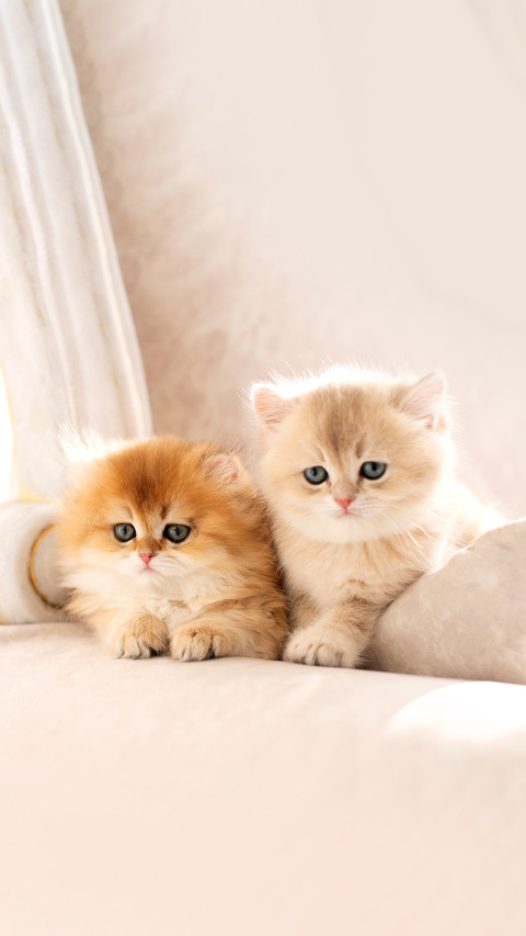 The kitten is standing on the bed and looking at the camera screenshot