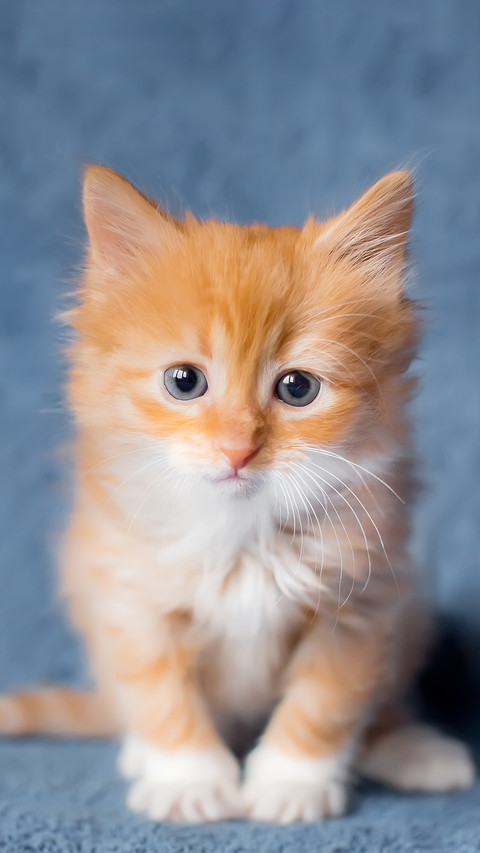Portrait of the little orange cat in a sitting position screenshot
