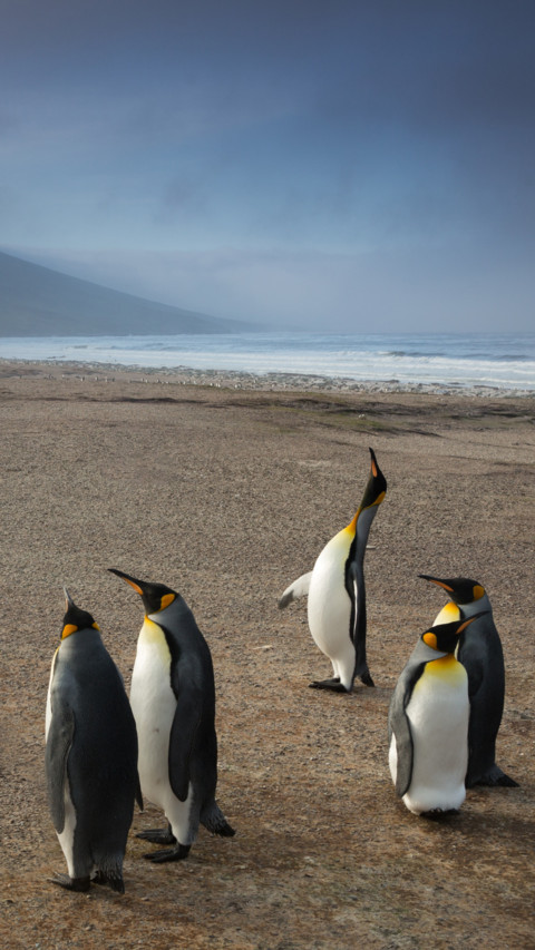 Penguin (6) screenshot