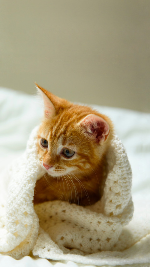 Cats like warm environments screenshot
