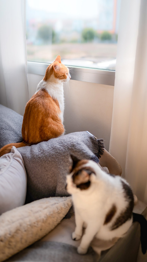 White and brown cat looks out the window screenshot