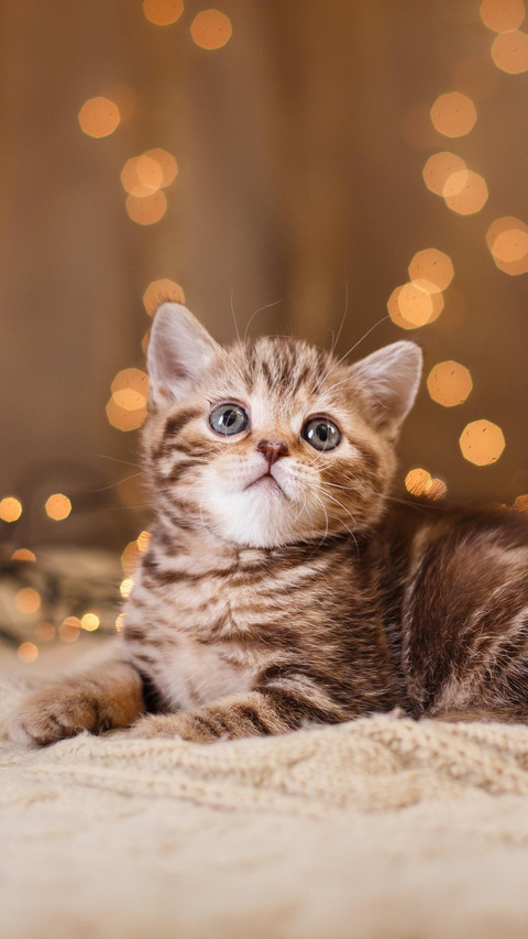 从小美到大的猫猫 screenshot